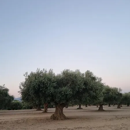 Les Ametlles Lejlighed Masarach